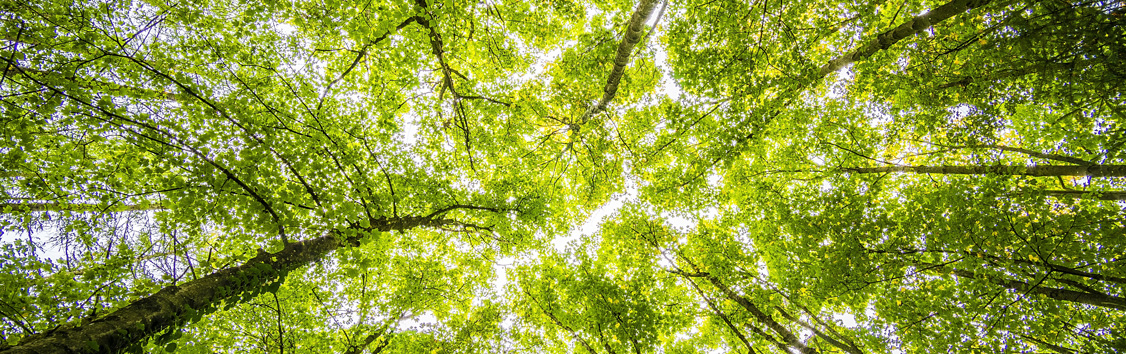 Helping to beautifully frame your outside space with healthy trees, shrubs and hedges