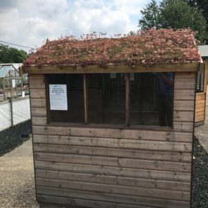 Sedum green roof on a small garden shed